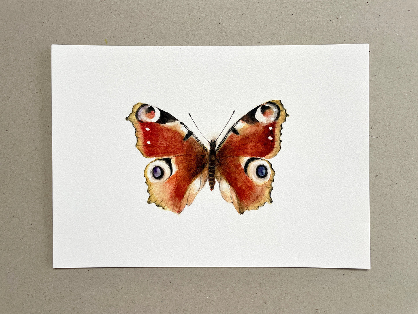 A4 Kunstdruck "Tagpfauenauge" ohne Rahmen A4