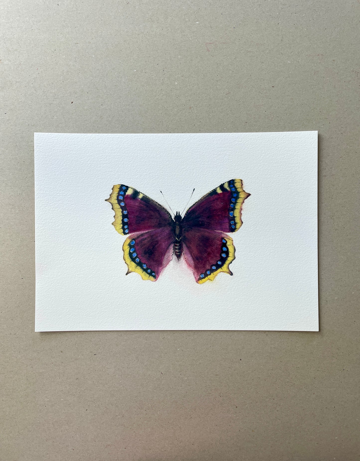 A4 Kunstdruck "Der Trauermantel" ohne Rahmen A4