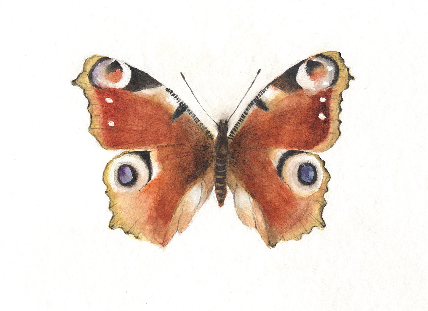 Kunstkarten Set "Schmetterlinge" ( 4 Postkarten A6 )