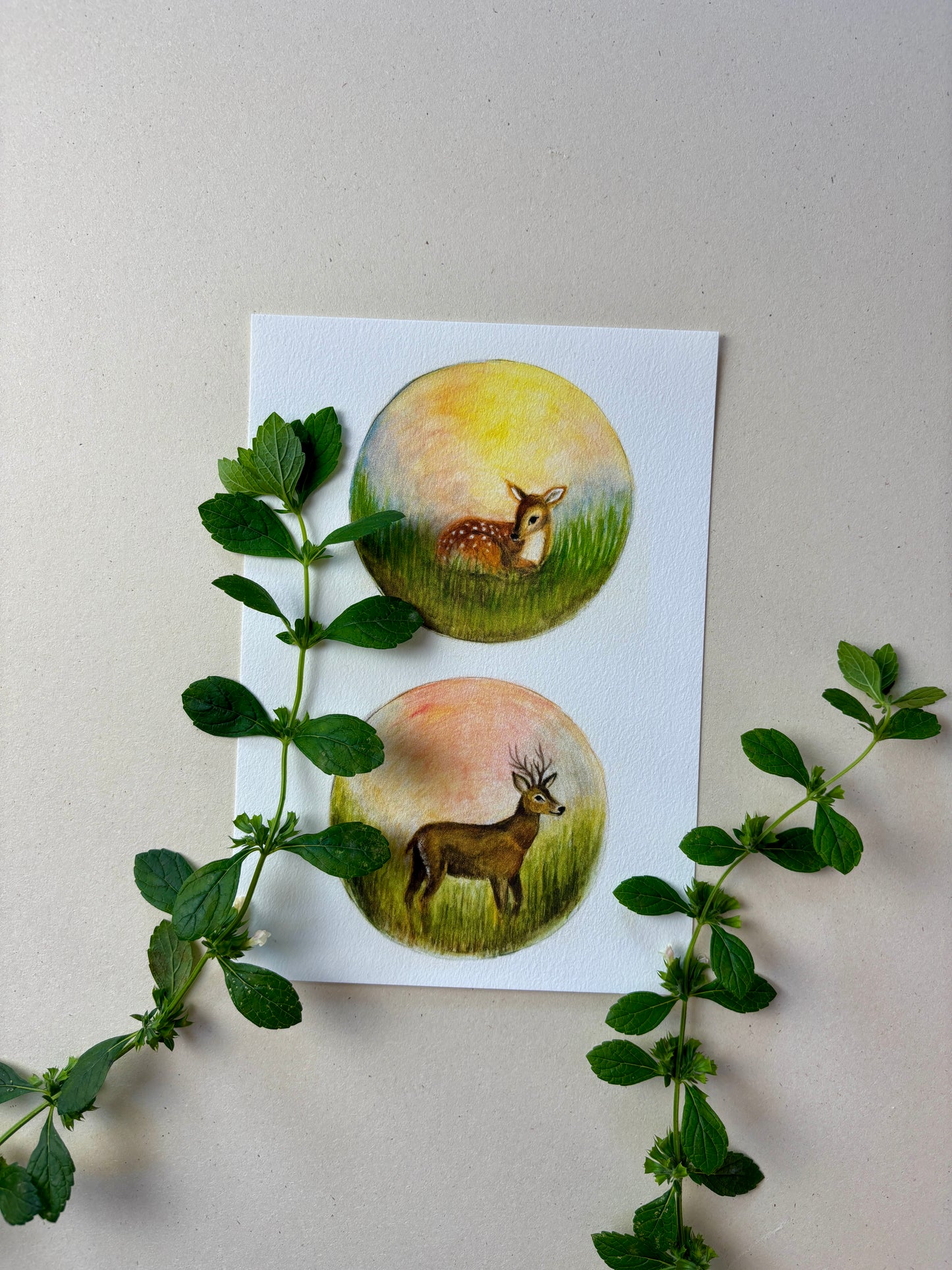 Wunderschöne Tiermotive "Kitz und Hirsch" zum ausdrucken