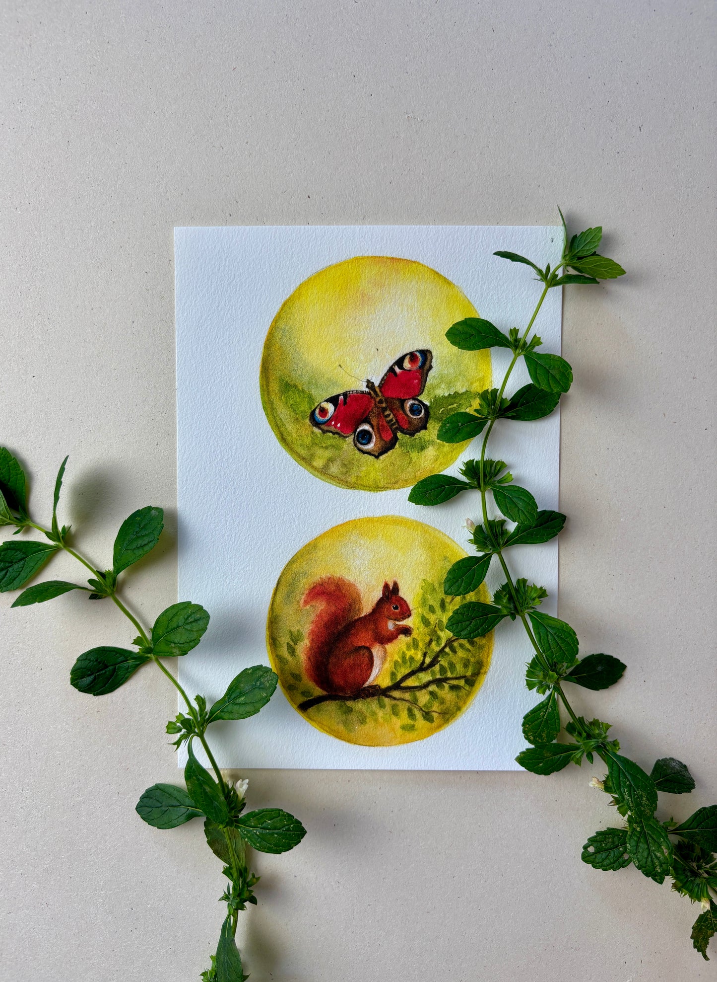 Wunderschöne Tiermotive "Schmetterlinge und Eichhörnchen" zum ausdrucken
