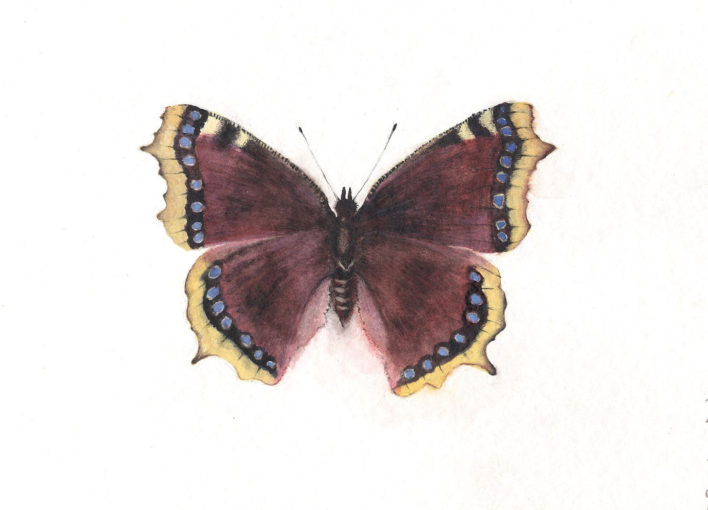 Kunstkarten Set "Schmetterlinge" ( 4 Postkarten A6 )